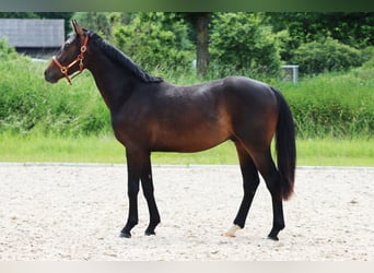 Deutsches Sportpferd, Wallach, 2 Jahre, 167 cm, Dunkelbrauner