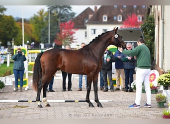 Deutsches Sportpferd, Wallach, 2 Jahre, 167 cm, Dunkelbrauner