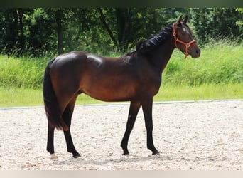 Deutsches Sportpferd, Wallach, 2 Jahre, 167 cm, Dunkelbrauner