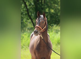 Deutsches Sportpferd, Wallach, 2 Jahre, 167 cm, Dunkelbrauner