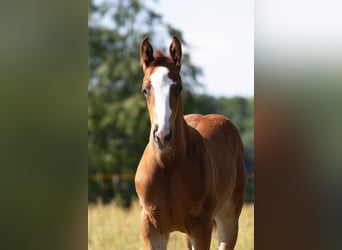 Deutsches Sportpferd, Wallach, 2 Jahre, 168 cm, Fuchs