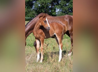 Deutsches Sportpferd, Wallach, 2 Jahre, 168 cm, Fuchs