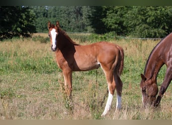 Deutsches Sportpferd, Wallach, 2 Jahre, 168 cm, Fuchs