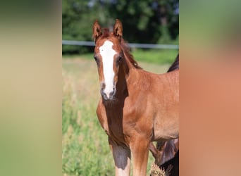 Deutsches Sportpferd, Wallach, 2 Jahre, 168 cm, Fuchs
