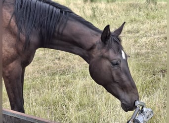 Deutsches Sportpferd, Wallach, 2 Jahre, 168 cm, Rappe
