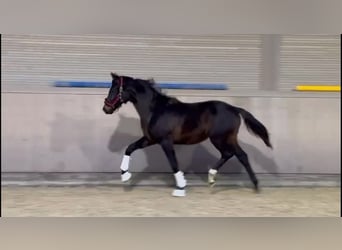 Deutsches Sportpferd, Wallach, 2 Jahre, 170 cm, Dunkelbrauner