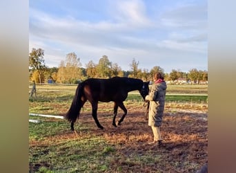 Deutsches Sportpferd, Wallach, 2 Jahre, 170 cm, Dunkelbrauner Deutsches Sportpferd, Wallach, 2 Jahre, 170 cm, Dunkelbrauner