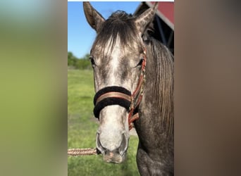 Deutsches Sportpferd, Wallach, 2 Jahre, 170 cm, Schimmel