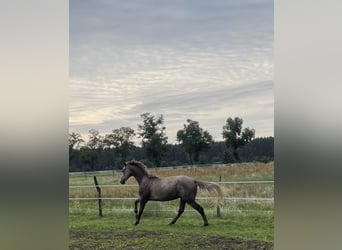 Deutsches Sportpferd, Wallach, 2 Jahre, 170 cm, Schimmel