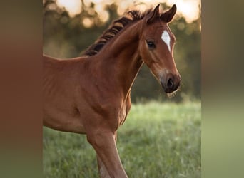 Deutsches Sportpferd, Wallach, 2 Jahre, 172 cm, Brauner