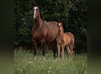 Deutsches Sportpferd, Wallach, 2 Jahre, 172 cm, Brauner