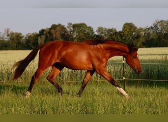 Deutsches Sportpferd, Wallach, 2 Jahre, 172 cm, Brauner