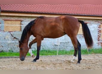 Deutsches Sportpferd, Wallach, 2 Jahre, 172 cm, Brauner