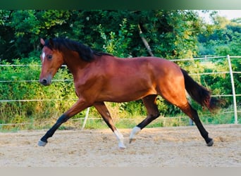 Deutsches Sportpferd, Wallach, 2 Jahre, 172 cm, Brauner