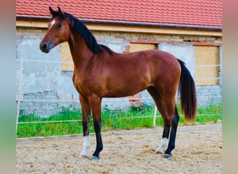 Deutsches Sportpferd, Wallach, 2 Jahre, 172 cm, Brauner