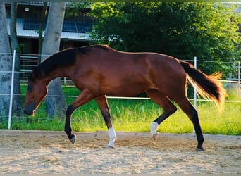 Deutsches Sportpferd, Wallach, 2 Jahre, 172 cm, Brauner