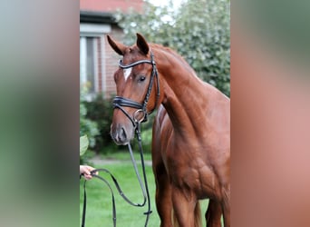 Deutsches Sportpferd, Wallach, 2 Jahre, 172 cm, Fuchs