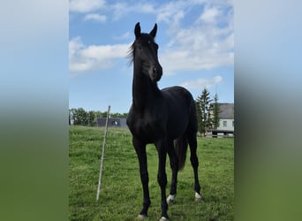 Deutsches Sportpferd, Wallach, 2 Jahre, 175 cm, Rappe