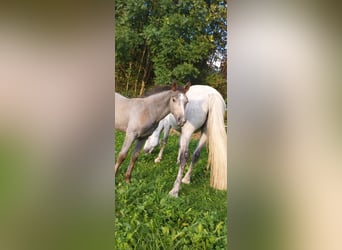 Deutsches Sportpferd, Wallach, 2 Jahre, 175 cm, Rappschimmel