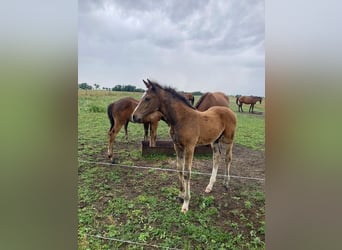 Deutsches Sportpferd, Wallach, 2 Jahre, Brauner
