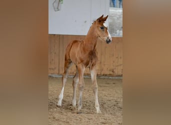 Deutsches Sportpferd, Wallach, 2 Jahre, Brauner