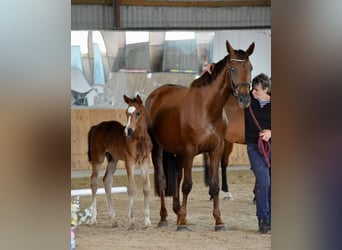 Deutsches Sportpferd, Wallach, 2 Jahre, Brauner