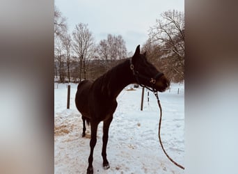 Deutsches Sportpferd, Wallach, 2 Jahre, Dunkelbrauner