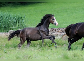 Deutsches Sportpferd, Wallach, 2 Jahre, Schimmel