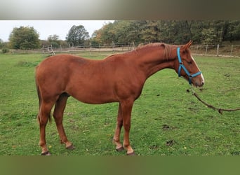 Deutsches Sportpferd, Wallach, 3 Jahre, 155 cm, Fuchs