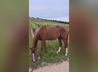 Deutsches Sportpferd, Wallach, 3 Jahre, 158 cm, Fuchs