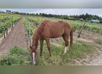 Deutsches Sportpferd, Wallach, 3 Jahre, 158 cm, Fuchs