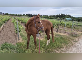Deutsches Sportpferd, Wallach, 3 Jahre, 158 cm, Fuchs
