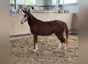 Deutsches Sportpferd, Wallach, 3 Jahre, 159 cm, Fuchs
