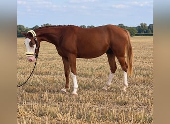 Deutsches Sportpferd, Wallach, 3 Jahre, 159 cm, Fuchs