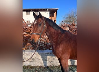 Deutsches Sportpferd, Wallach, 3 Jahre, 160 cm, Brauner