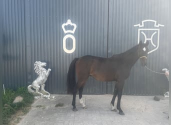 Deutsches Sportpferd, Wallach, 3 Jahre, 160 cm, Brauner