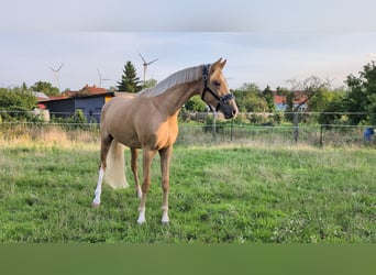Deutsches Sportpferd, Wallach, 3 Jahre, 160 cm, Palomino