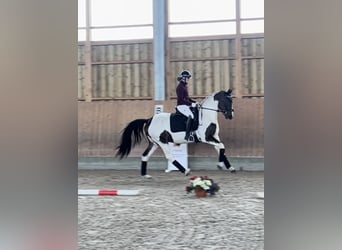 Deutsches Sportpferd, Wallach, 3 Jahre, 160 cm, Schecke
