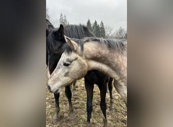 Deutsches Sportpferd, Wallach, 3 Jahre, 160 cm, Schimmel