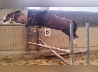 Deutsches Sportpferd, Wallach, 3 Jahre, 161 cm, Brauner