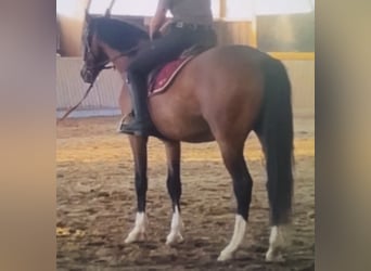 Deutsches Sportpferd, Wallach, 3 Jahre, 161 cm, Brauner