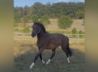 Deutsches Sportpferd, Wallach, 3 Jahre, 161 cm, Brauner