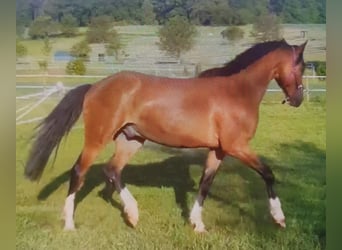 Deutsches Sportpferd, Wallach, 3 Jahre, 161 cm, Brauner