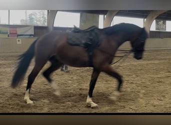 Deutsches Sportpferd, Wallach, 3 Jahre, 161 cm, Brauner