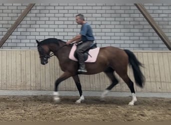 Deutsches Sportpferd, Wallach, 3 Jahre, 161 cm, Brauner