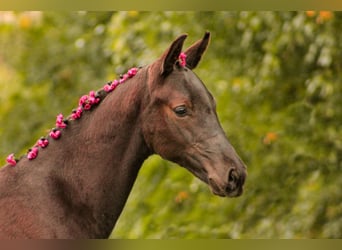 Deutsches Sportpferd, Wallach, 3 Jahre, 161 cm, Schwarzbrauner