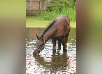 Deutsches Sportpferd, Wallach, 3 Jahre, 161 cm, Schwarzbrauner