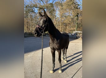 Deutsches Sportpferd, Wallach, 3 Jahre, 161 cm, Schwarzbrauner