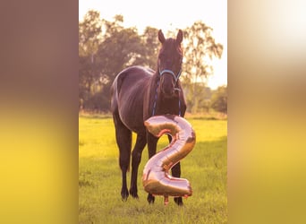 Deutsches Sportpferd, Wallach, 3 Jahre, 161 cm, Schwarzbrauner