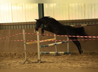 Deutsches Sportpferd, Wallach, 3 Jahre, 161 cm, Schwarzbrauner